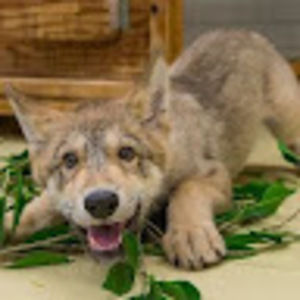 Meet your Posher, Isabel